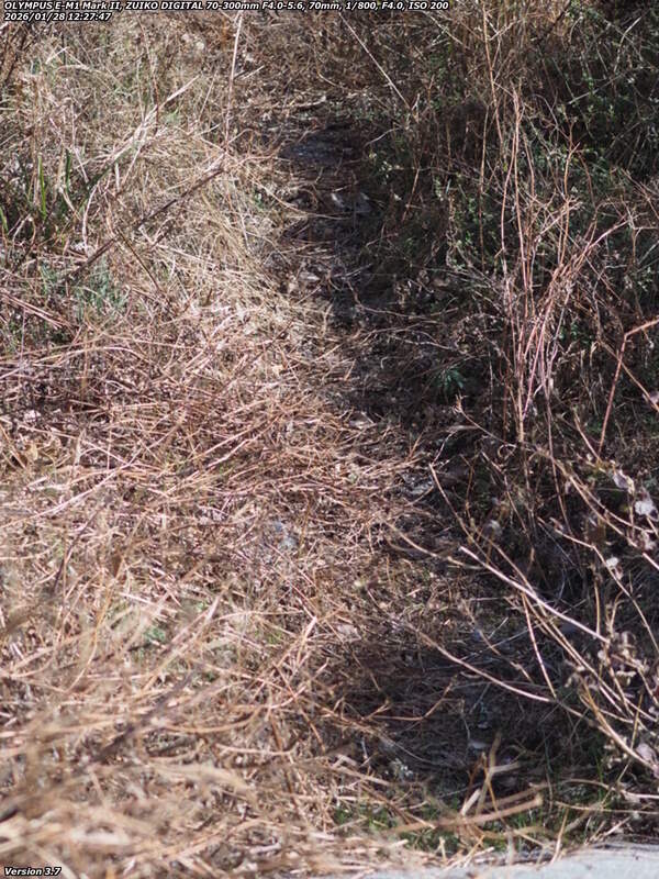 境川(別府市) 草ボーボー地帯