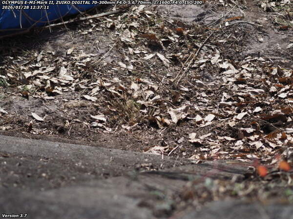 荘園(別府市) イナコスの橋のすぐ下流から階段で河川敷へ