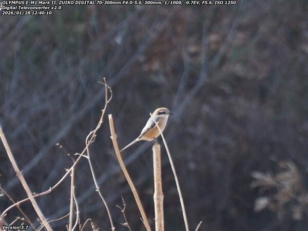 境川(別府市) モズのオス