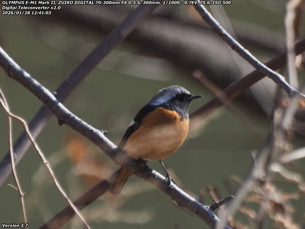 境川(別府市) ジョウビタキのオス