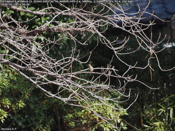 境川(別府市) ジョウビタキのメス