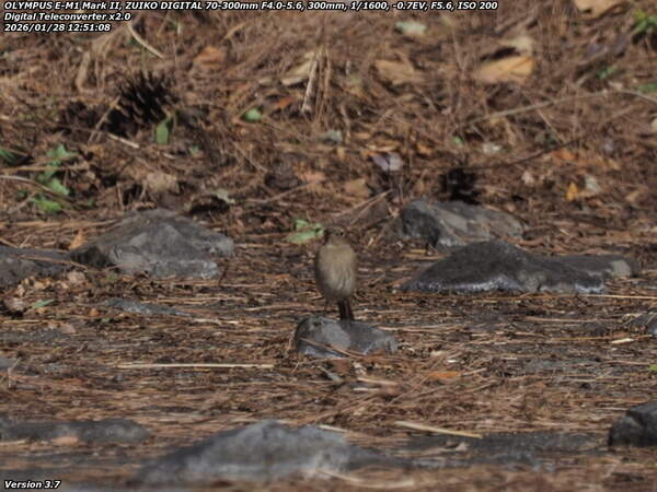 境川(別府市) ジョウビタキのメス