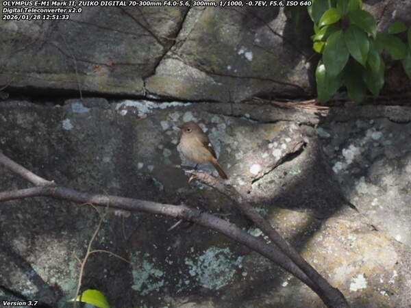 境川(別府市) ジョウビタキのメス