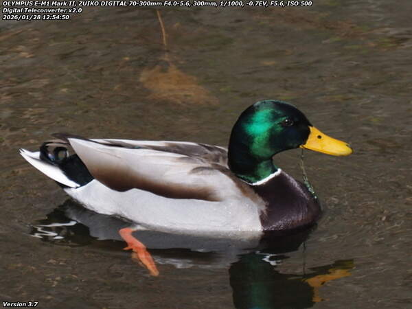 境川(別府市) マガモのオス