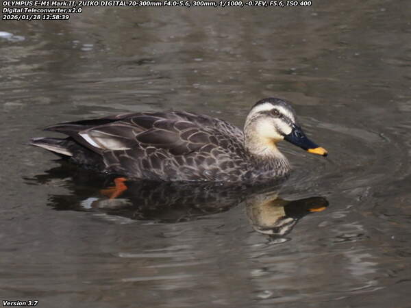 境川(別府市) カルガモ