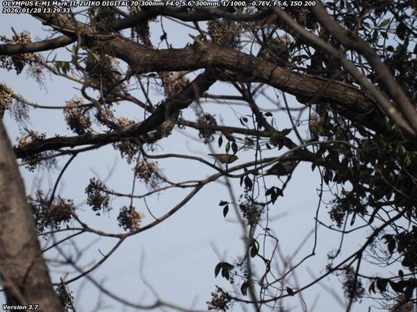 南立石公園町(別府市) メジロ
