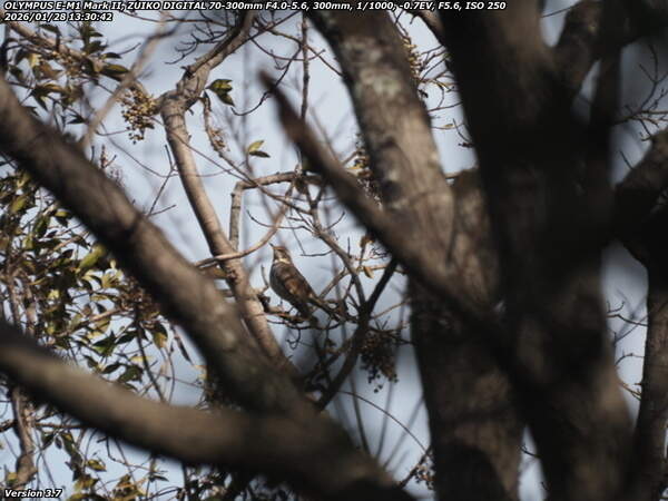 南立石公園町(別府市) ツグミ