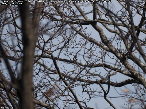 南立石公園町(別府市) エナガ