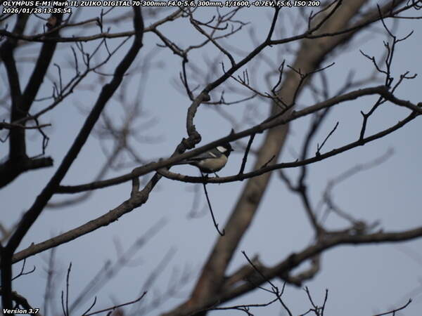 南立石公園町(別府市) シジュウカラ