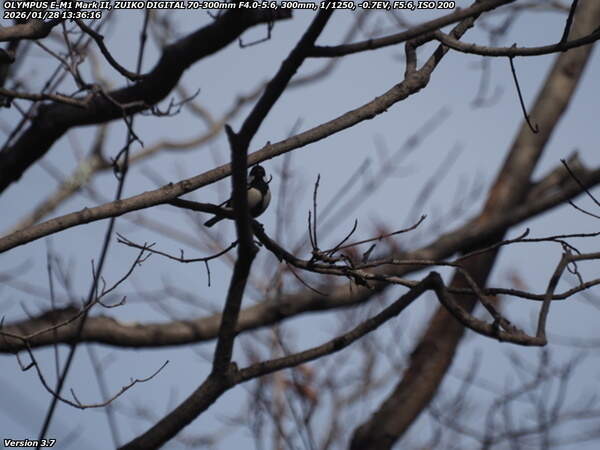 南立石公園町(別府市) シジュウカラ