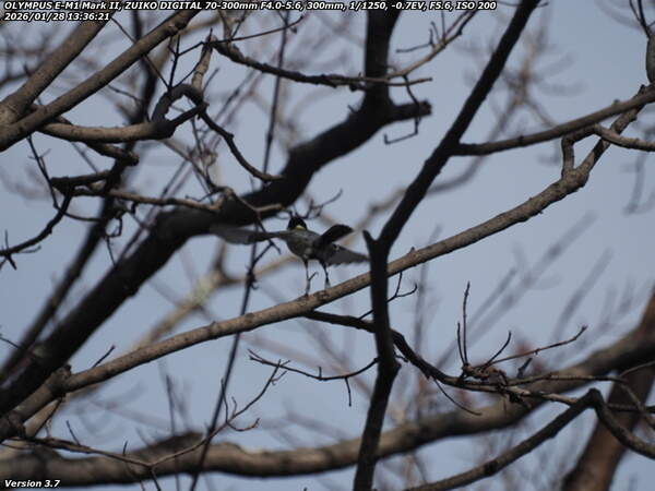 南立石公園町(別府市) シジュウカラ