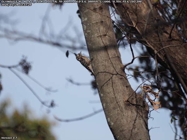 南立石公園町(別府市) コゲラ