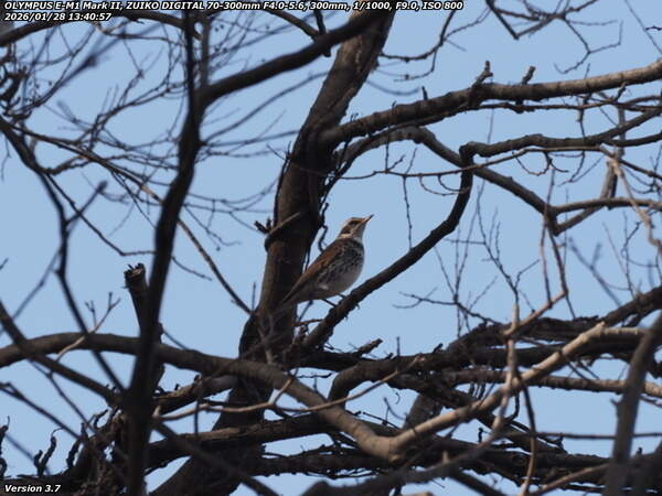 南立石公園町(別府市) ツグミ