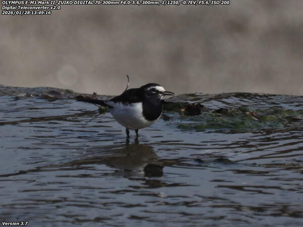境川(別府市) セグロセキレイ