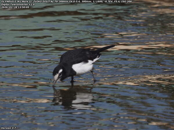 境川(別府市) セグロセキレイ