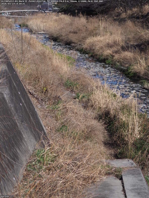 境川(別府市) 草ボーボー地帯へ進んでみる