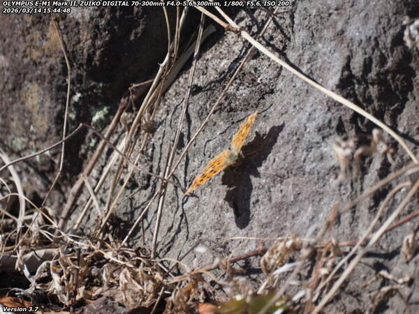 境川(別府市) キタテハ