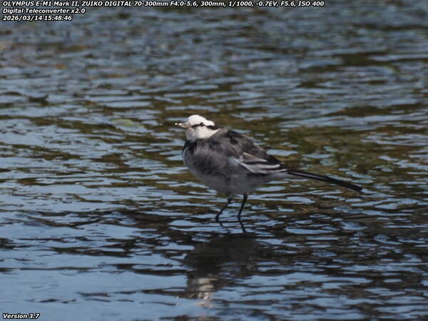 境川(別府市) ハクセキレイ