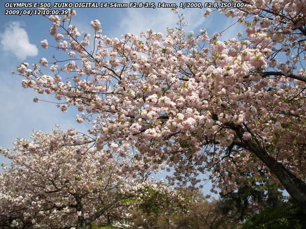 境川(別府市) 桜