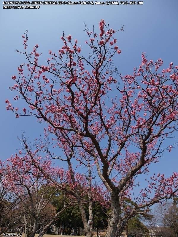 南立石公園(別府市) 梅の花