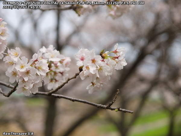 南立石公園(別府市) 桜