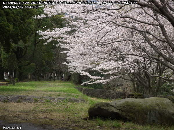 南立石公園(別府市) 遊歩道と桜
