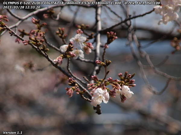 境川(別府市) 3分咲きの桜