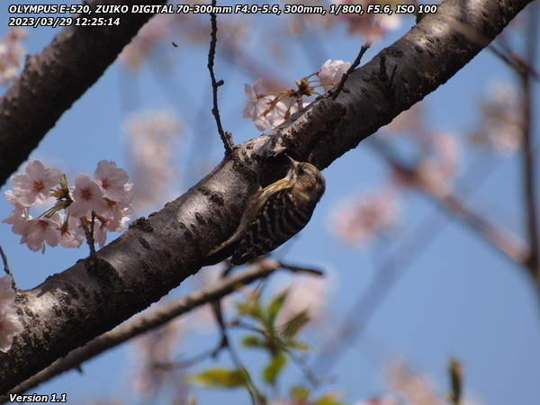 南立石公園(別府市) 桜とコゲラ