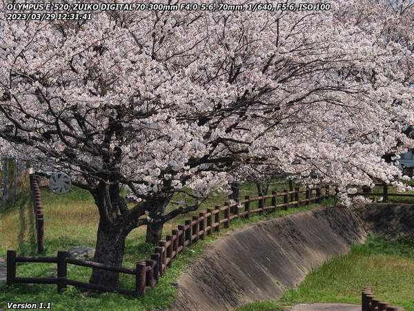 境川(別府市) 桜とホイールカバー