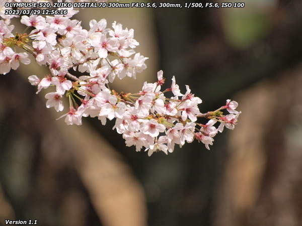 南立石公園(別府市) 満開の桜