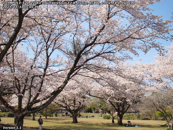 南立石公園(別府市) 桜