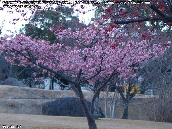 南立石公園(別府市) 桜だろうか