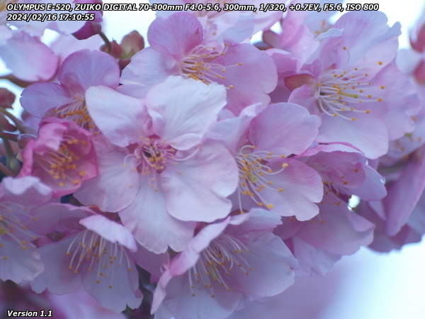 南立石公園(別府市) 桜の花