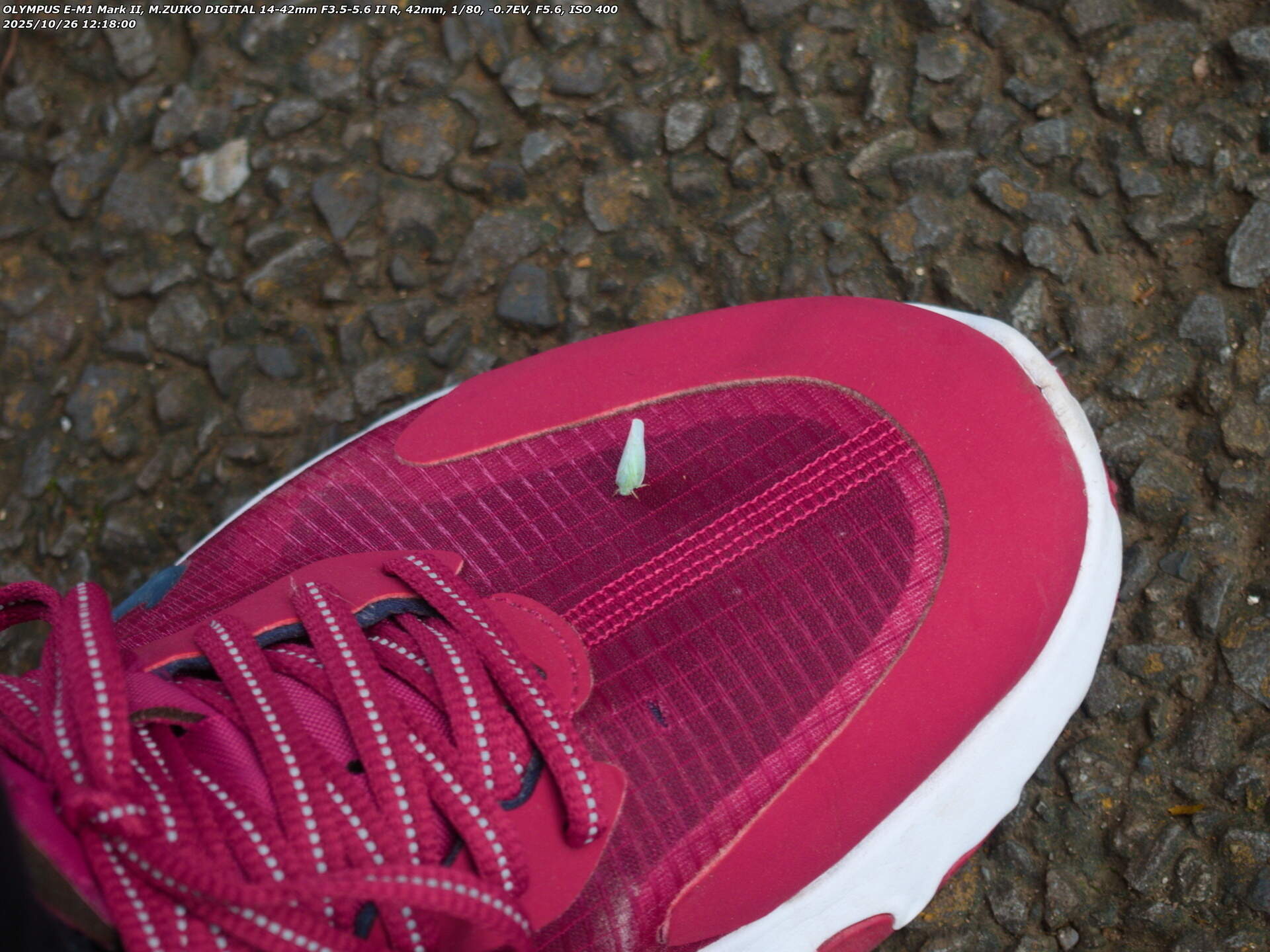 アオバハゴロモ