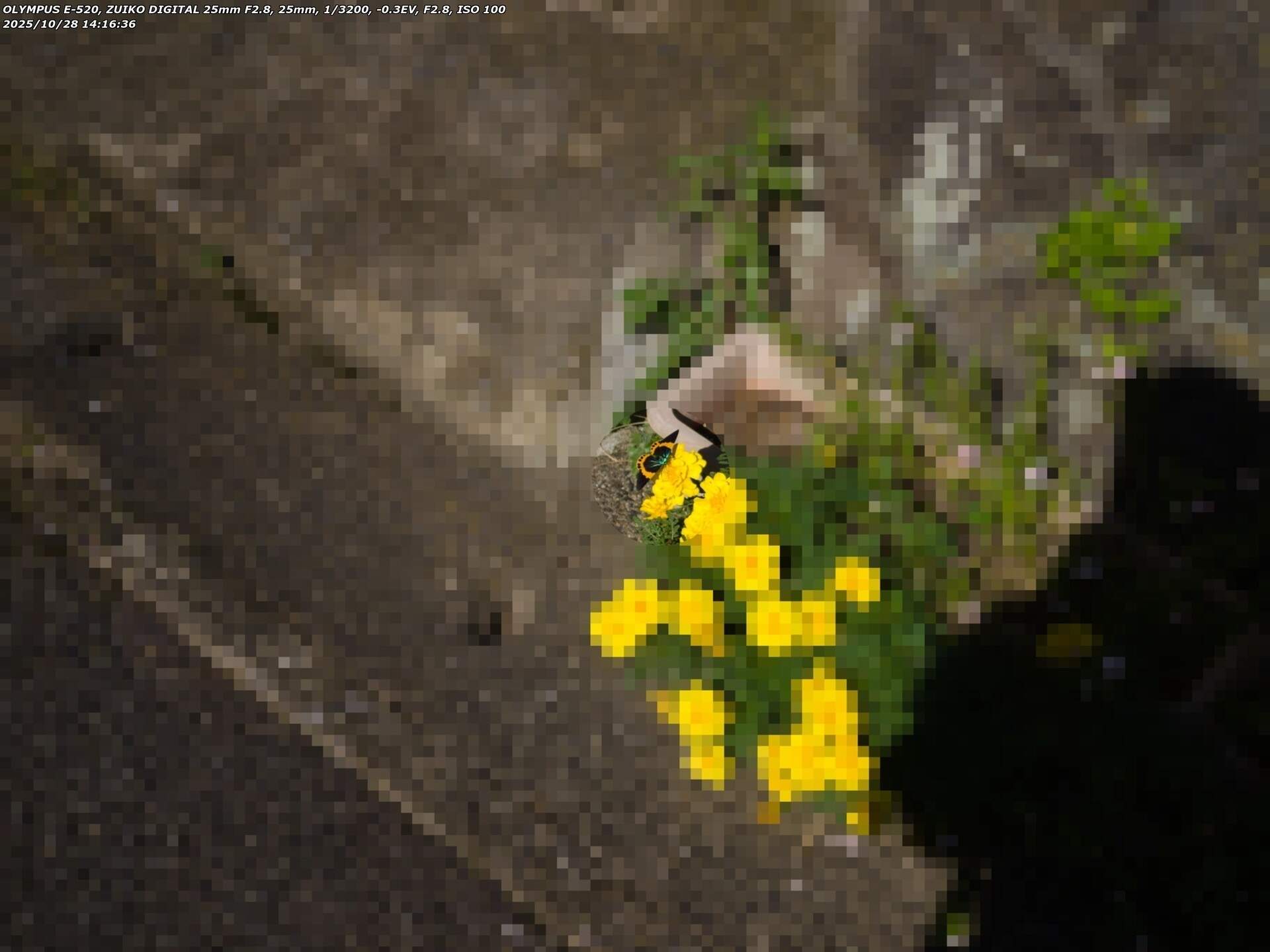 キオビエダシャク