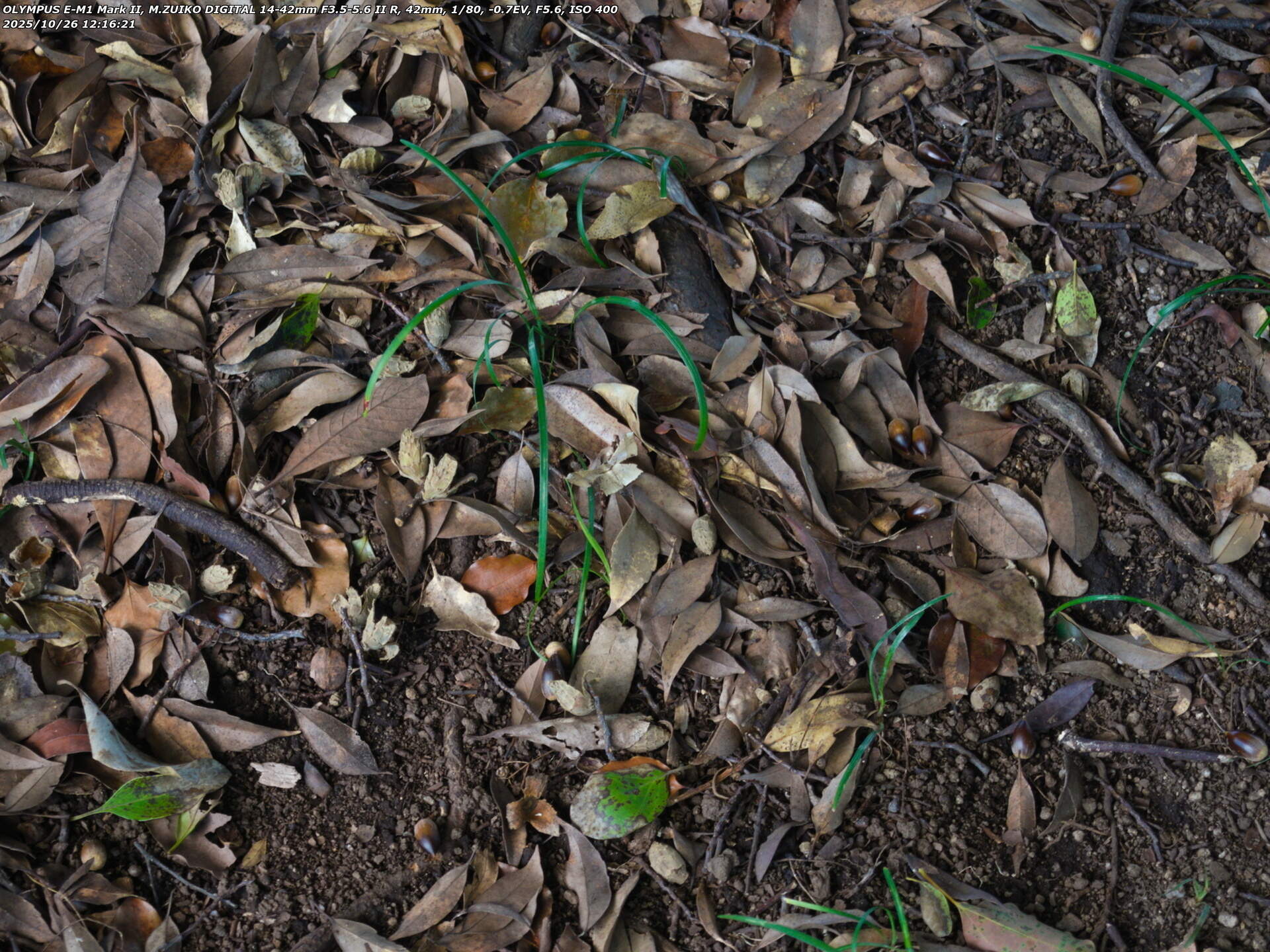 ツマジロエダシャク