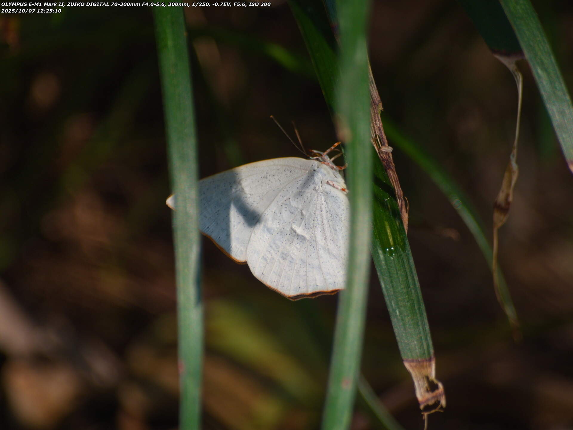 ウラギンシジミ(翅を閉じた状態)