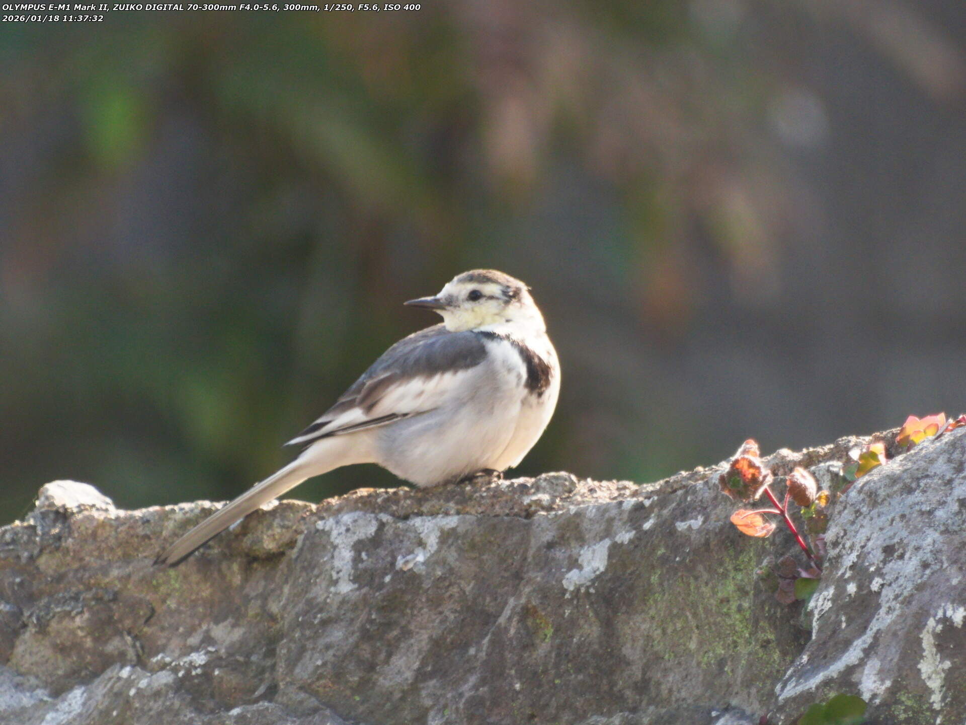 板地川(別府市) ハクセキレイ 板地川(別府市) ハクセキレイ