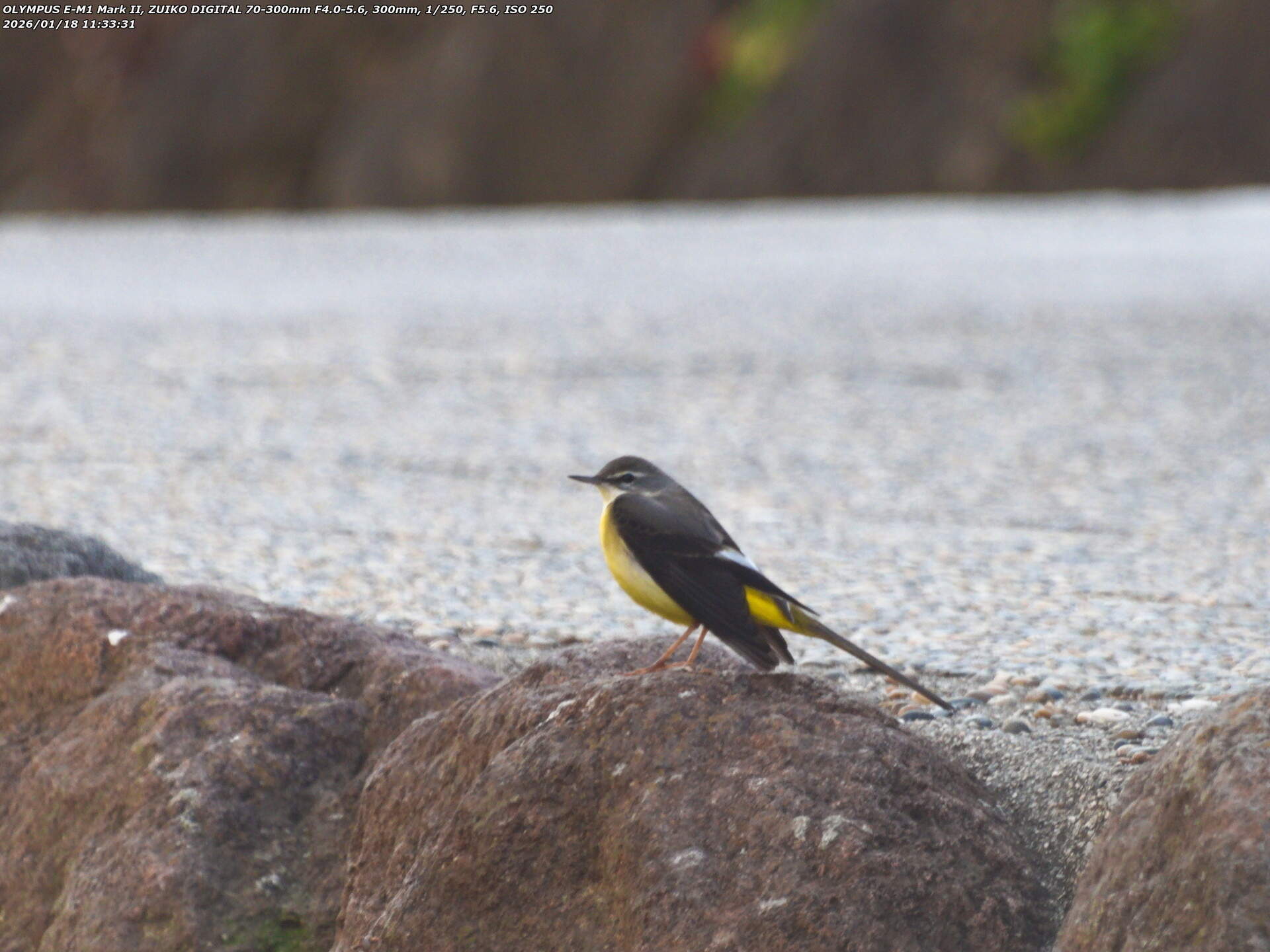 板地川(別府市) キセキレイ 板地川(別府市) キセキレイ