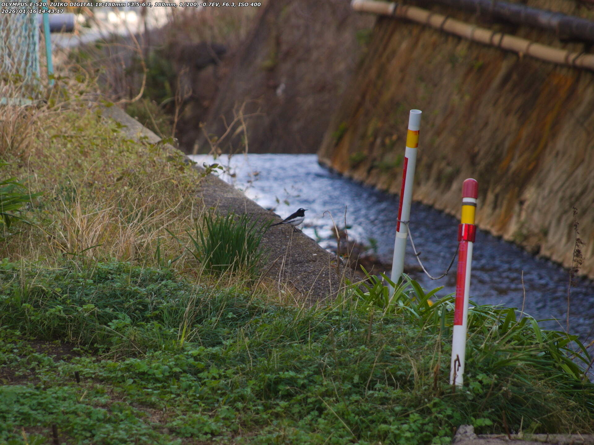 南立石板地町(別府市) セグロセキレイ 南立石板地町(別府市) セグロセキレイ