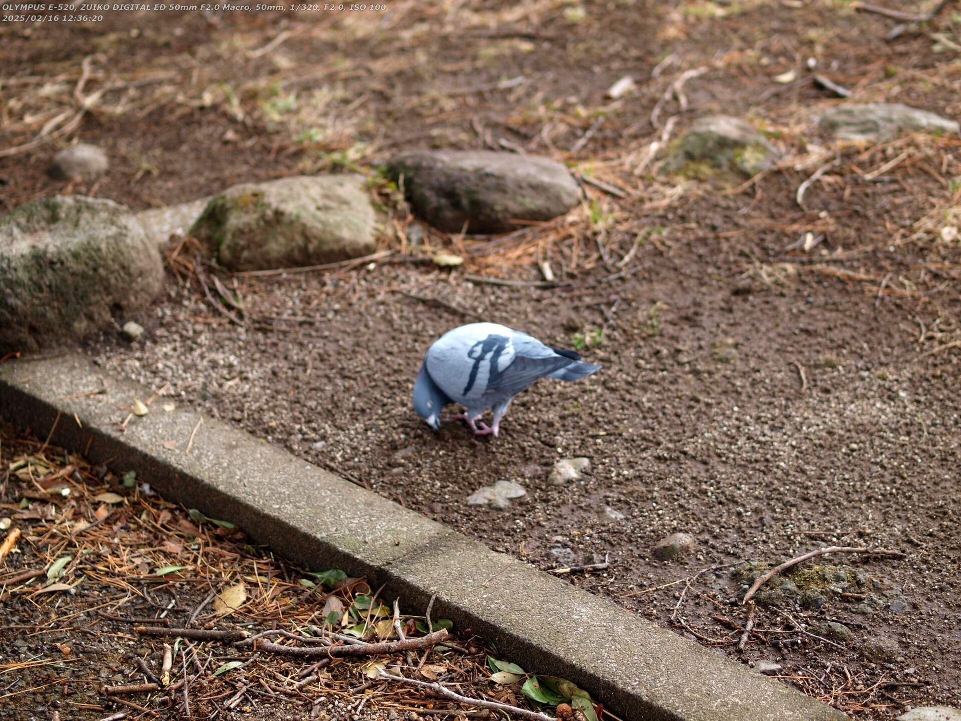 南立石公園(別府市) ドバト