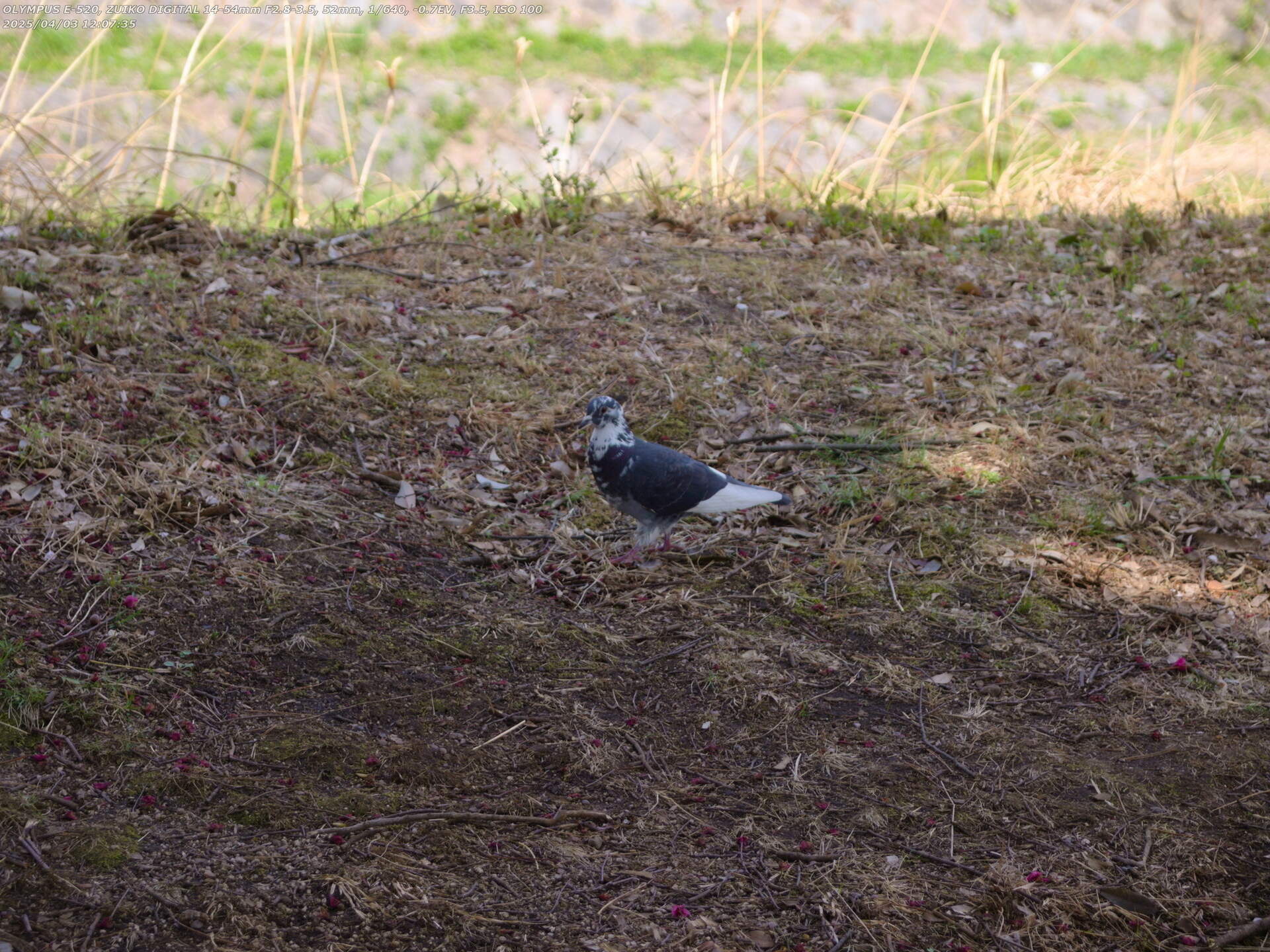 南立石公園(別府市) 変わった模様のドバト