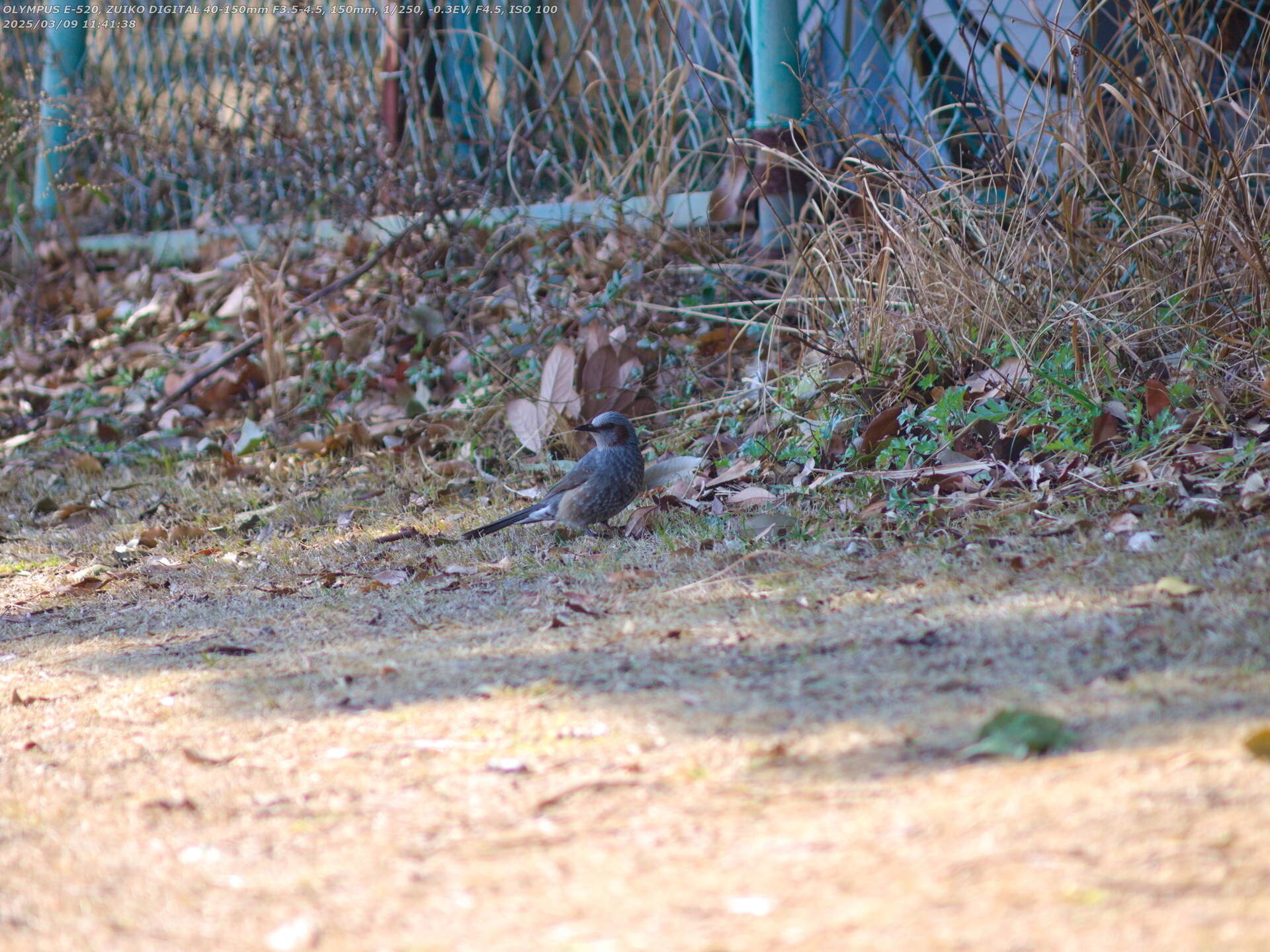 南立石公園(別府市) やはりヒヨドリだった