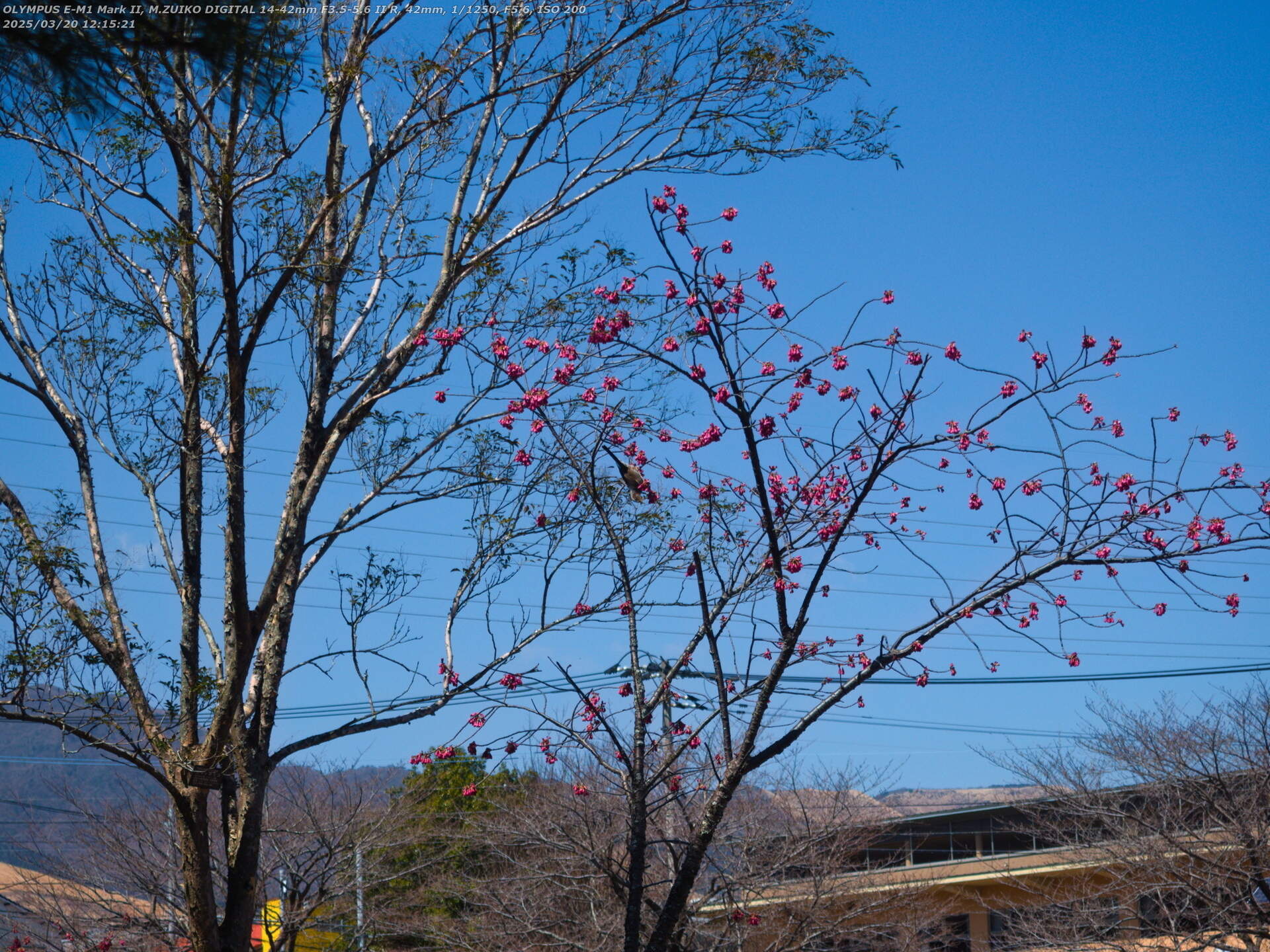 南立石公園(別府市) ヒヨドリ
