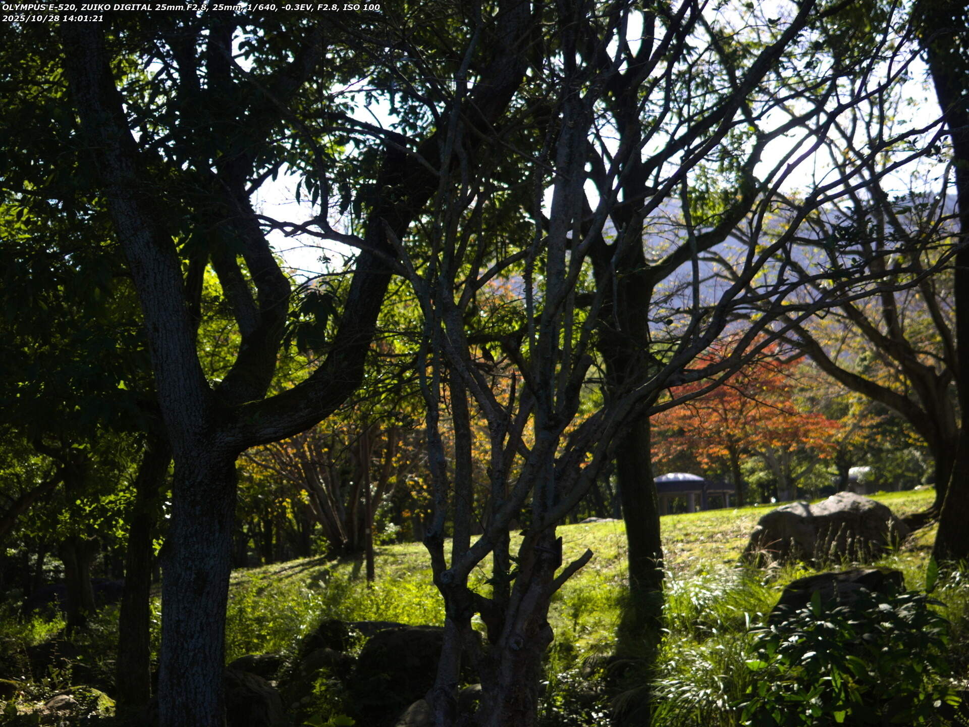 南立石公園(別府市) ジョウビタキのメス
