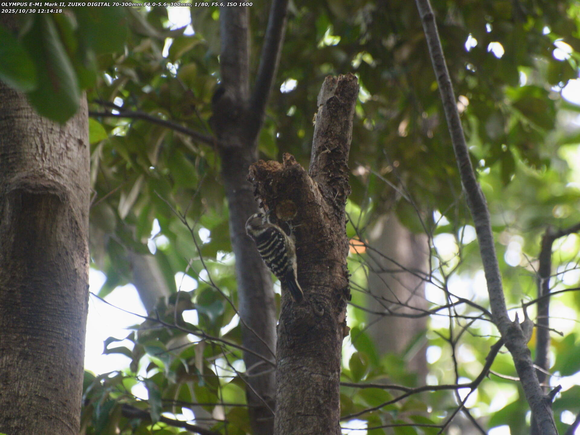 南立石公園(別府市) コゲラ