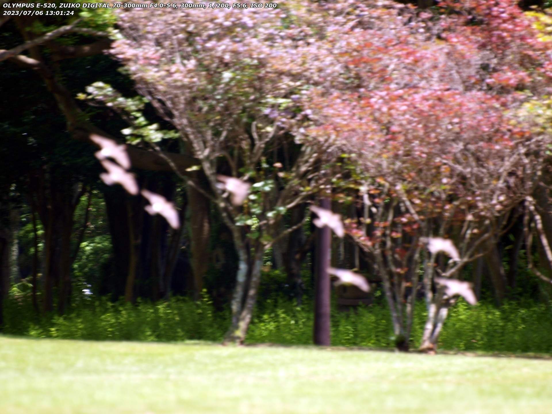 南立石公園(別府市) ムクドリの群れ