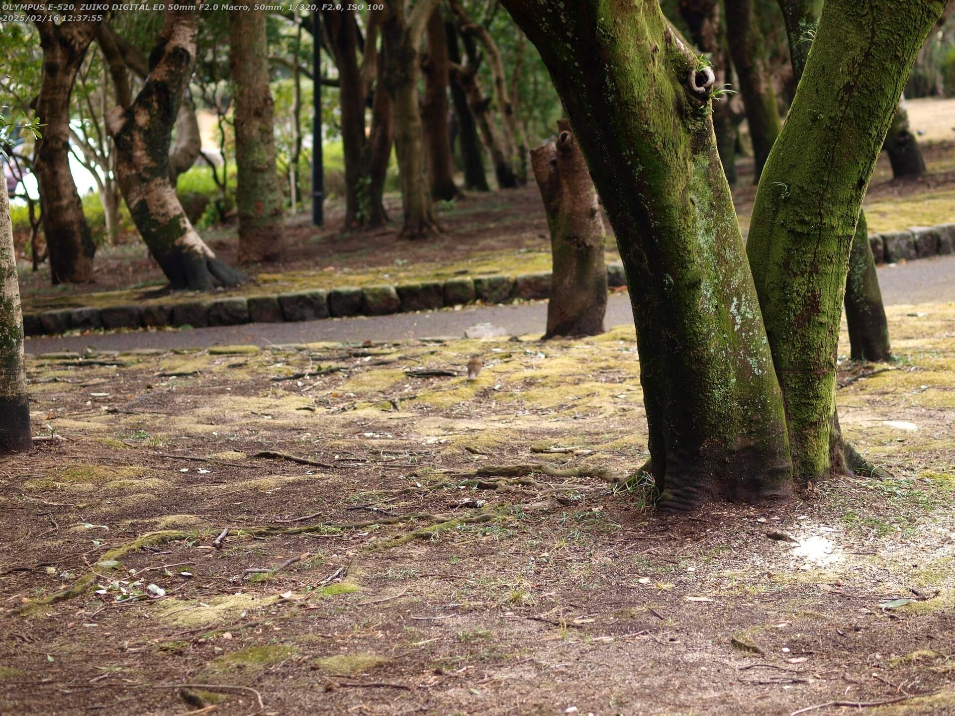南立石公園(別府市) シロハラ