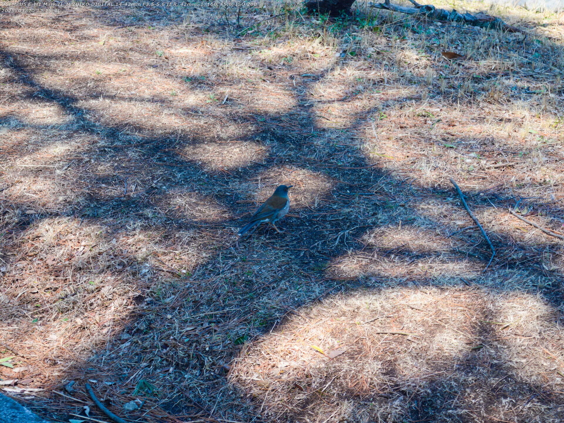 南立石公園(別府市) シロハラ