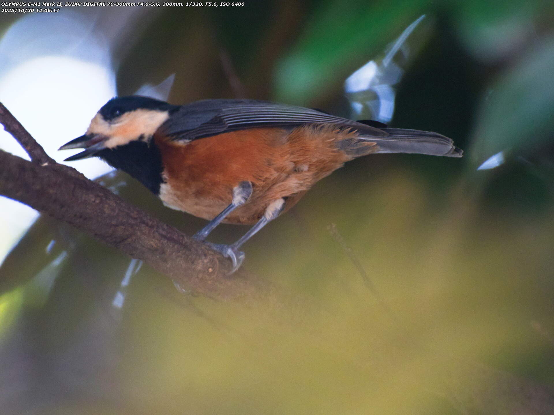 南立石公園(別府市) ヤマガラ